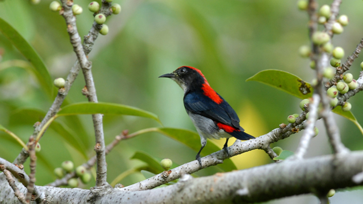 Cebu Flowerpecker