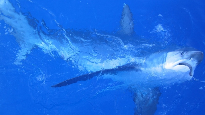 Malapascua Island Thresher Sharks