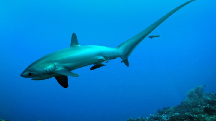 Thresher Shark