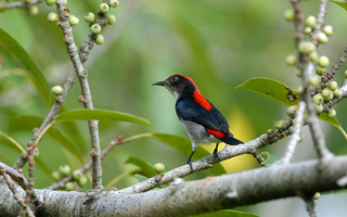 Cebu Flowerpecker