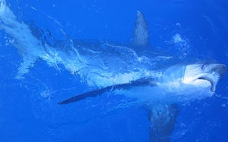 Malapascua Island Thresher Sharks