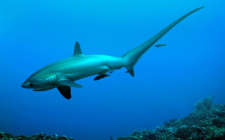 Thresher Shark